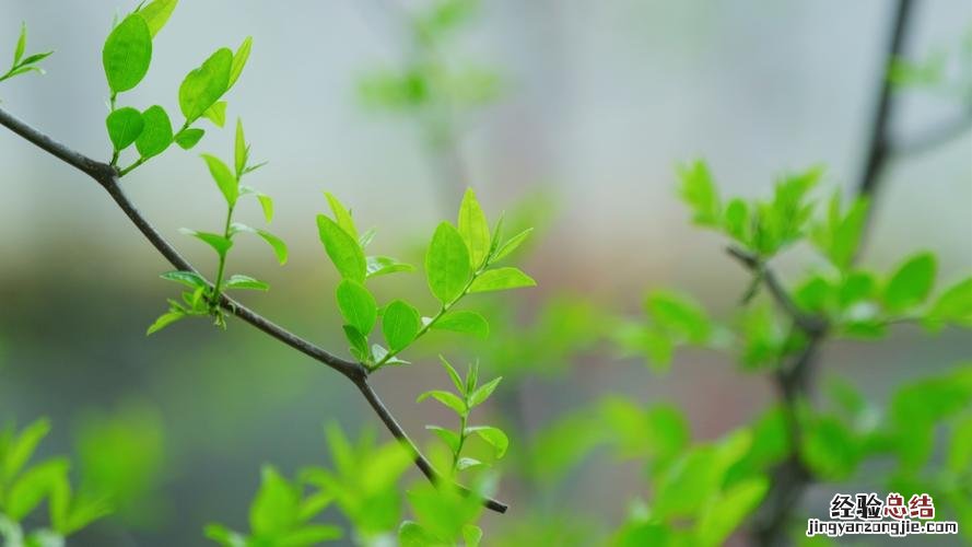 枣树几月发芽