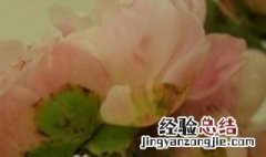 芍药花室内可以养吗有毒吗 芍药花室内可以养吗