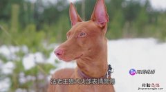 猎犬品种怎么排名