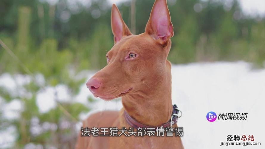 猎犬品种怎么排名