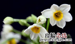 关于水仙花的传说故事20字 关于水仙花的传说