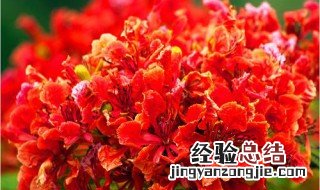 凤凰花花语是什么意思 凤凰花花语