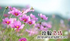 格桑花花语美句 格桑花花语