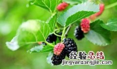 春天能喝桑叶茶吗 春天的桑叶可以做茶吗