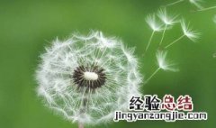 蒲公英的花语象征与寓意 蒲公英的花语