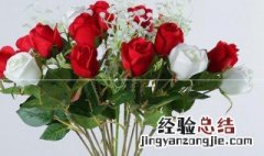 冬季迷你玫瑰花种植方法和注意事项 迷你玫瑰花冬天怎么养