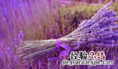 薰衣草的花语 薰衣草的花语是什么意思 寓意