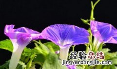 牵牛花花语 牵牛花花语唯美句子