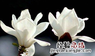 玉兰花花语 玉兰花花语和象征意义