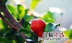 石榴花花语是什么 石榴花花语