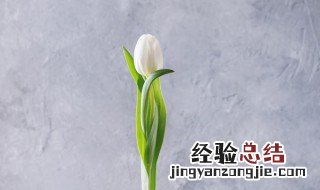 白色郁金香花语 白色郁金香花语文案