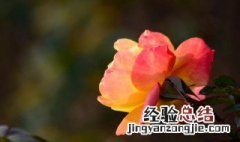 月季花的养殖方法和注意 月季花的养殖方法是什么