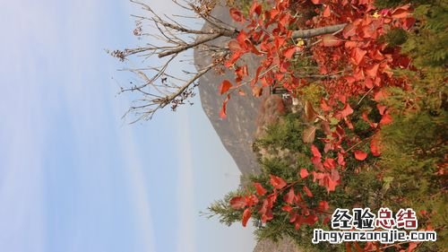 北京看红叶的地方在哪里