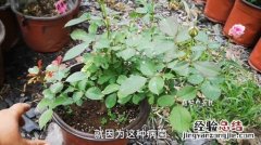 秋季花卉施肥过量怎么办？