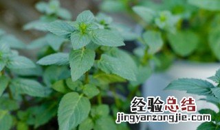 鱼香草怎么吃多少钱一斤 鱼香草怎么水培养殖方法