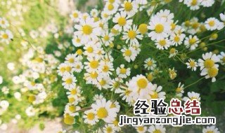 三文鱼小雏菊花语 小雏菊花语