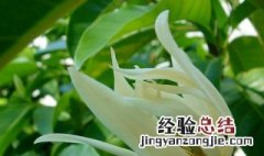 白兰花花语 白兰花花语和象征