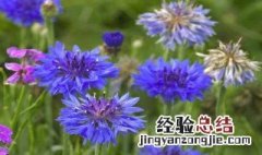 矢车菊花语 矢车菊花语和寓意