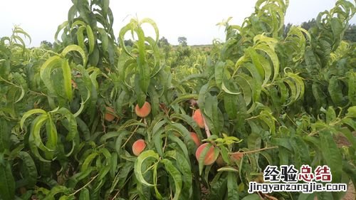 水蜜桃的种植与管理