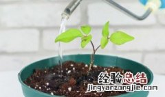 菜籽饼泡水可以直接浇花吗 菜籽饼泡水后,水浇菜可以吗