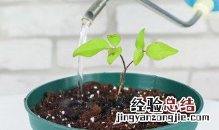 菜籽饼泡水可以直接浇花吗 菜籽饼泡水后,水浇菜可以吗