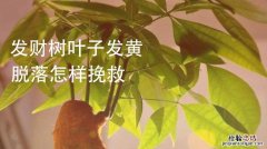 发财树文竹…花开满树，果子压弯枝，竟然这么容易！