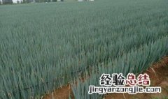 大葱储存方法东北地区 冬天储存大葱的方法