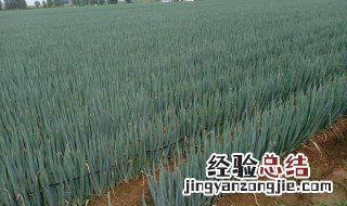 大葱储存方法东北地区 冬天储存大葱的方法
