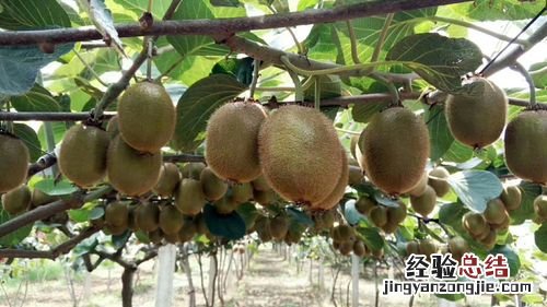徐香猕猴桃几月份成熟