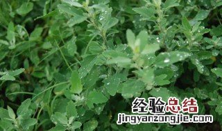 蔡甸荠菜的长期储存方法 关于蔡甸荠菜的长期储存方法