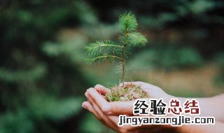 种植园艺的基本方法 园艺种植植物的基础方法