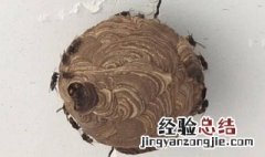 家里有蜂窝可以打119要钱吗 家里有蜂窝可以求助119吗