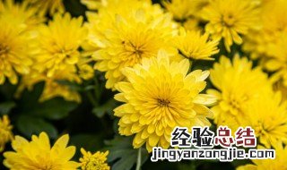 菊花的介绍和特点说明文 菊花的介绍和特点