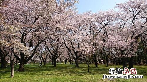 日本最好玩的地方是哪里