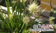 小葱开花怎么处理? 小葱开花是怎么处理?