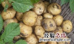 土豆挖掘技巧 挖掘土豆技巧