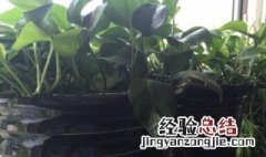 矿泉水可以直接浇花吗 矿泉水可以直接浇花吗视频