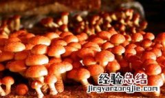 滑子菇的管理方法 滑子菇出菇时如何管理