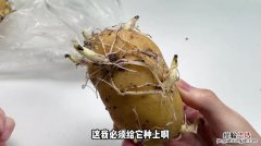 雪莲果能当种子种吗，发芽了可以种吗