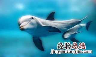 海豚的特点和外貌简单介绍 海豚的特点