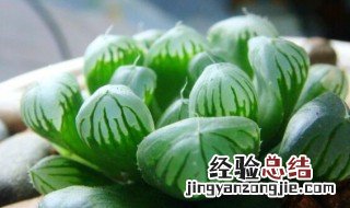 玉露多肉植物怎么养? 玉露多肉植物如何养