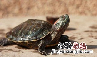 小乌龟怎么养? 养龟的6大忌