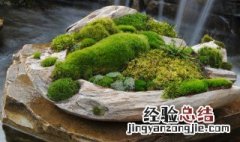 盆景青苔怎么培养? 青苔盆景怎么培养