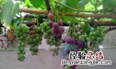 家庭院子里种什么树好 院子里适合种什么树