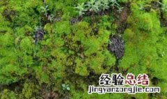 青苔怎么养才茂盛? 青苔的养殖方法