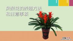 凤梨花的养殖方法