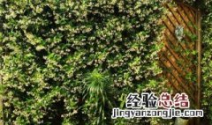 风车茉莉怎么养成花墙? 风车茉莉养成花墙的方法