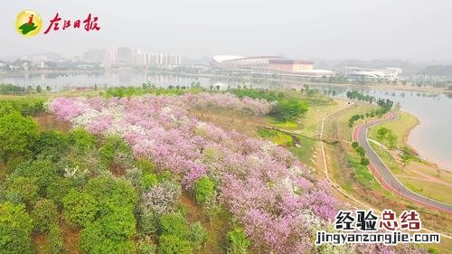 紫金花怎么繁殖