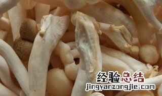 白玉菇怎么保存 白玉菇如何保存