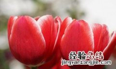 家庭郁金香种植方法 怎么种植郁金香